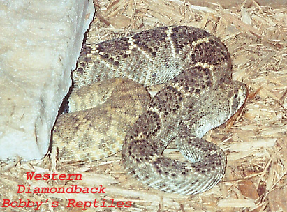 My Female Western Diamondback copy.jpg [124 Kb]